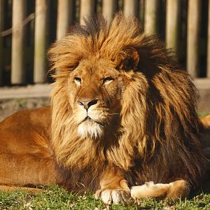Lion (Panthera leo)