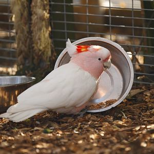 Major Mitchell's cockatoo (Lophochroa leadbeateri)