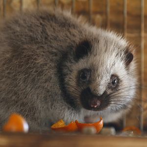 Northern Luzon giant cloud rat (Phloeomys pallidus)