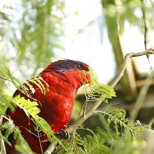 Black-winged lory (Eos cyanogenia)
