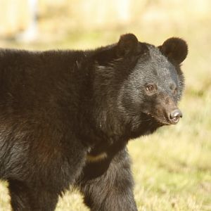 Manchurian Black Bear (Ursus thibetanus ussuricus)
