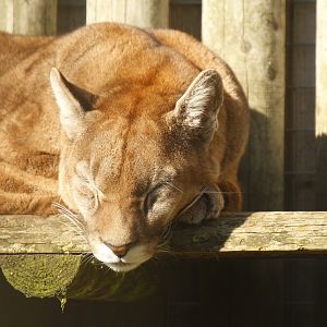 Puma (Puma concolor)