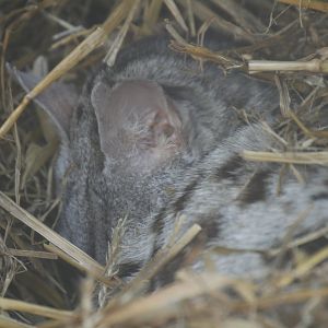 Pardine genet (Genetta pardina)