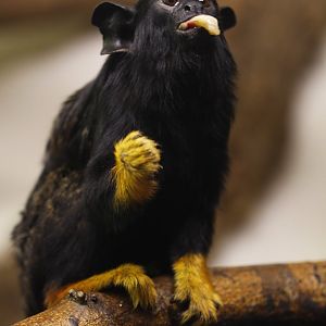 Golden-handed tamarin (Saguinus midas)