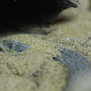 Schneider's skink (Eumeces schneideri)
