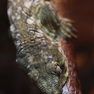 Henkels giant gecko (Rhacodactylus leachianus henkeli)