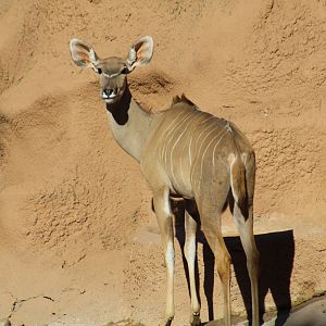 Greater Kudu