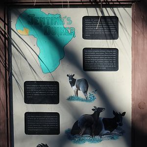 Jentink's Duiker Signage