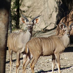 Greater Kudu
