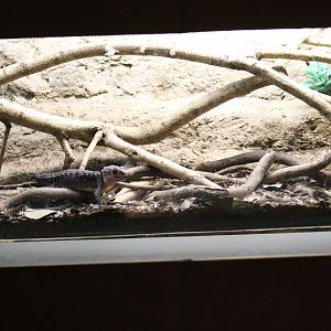Crocodile Skink Enclosure