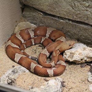 Trans-Pecos Copperhead