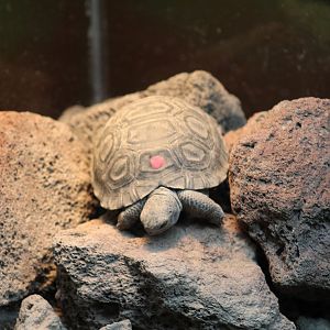 Volcán Wolf Giant Tortoise Hatchling