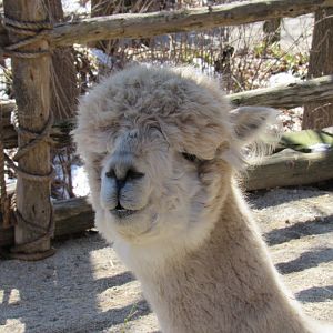 Sabe the Alpaca