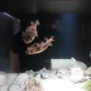 Balloonfish in Curious Creatures