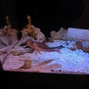 Flying Gurnard in Curious Creatures