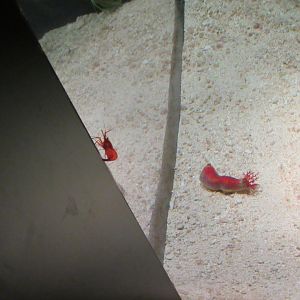 Two Additonal Species in Garden Eel and Shrimpfish Exhibit