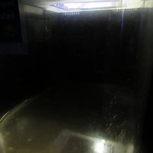 Empty Flashlight Fish Exhibit