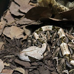 West African Gaboon Viper