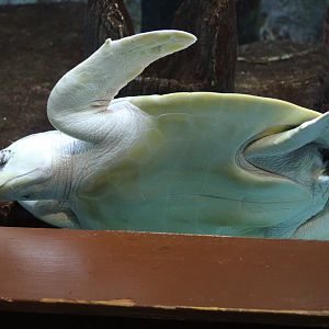 Kemp's Ridley Sea Turtle