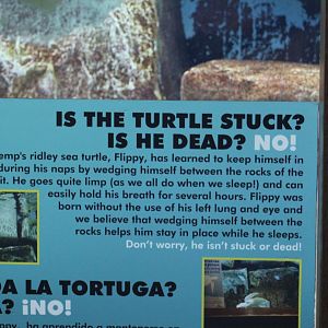 Kemp's Ridley Sea Turtle Signage