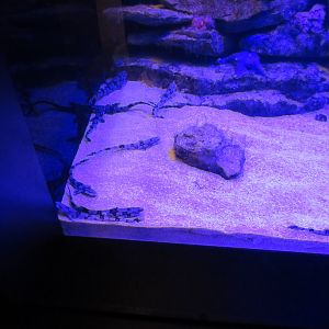 Chain Dogfish Exhibit