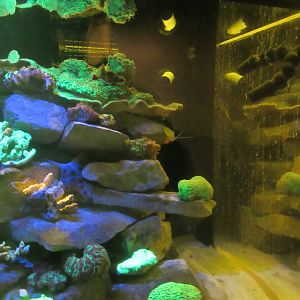 Fluorescent Coral Exhibit