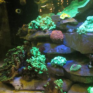 Fluorescent Coral Exhibit