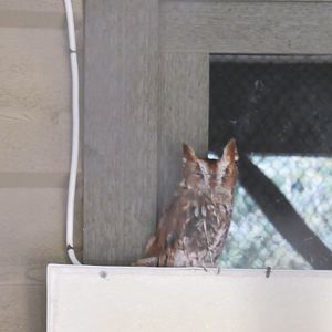 Eastern Screech Owl Exhibit