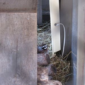 New Quails on Exhibit in Grizzly Ridge