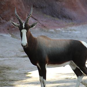 Bontebok
