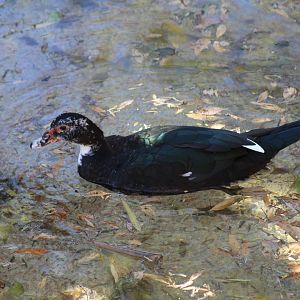 Muscovy Duck