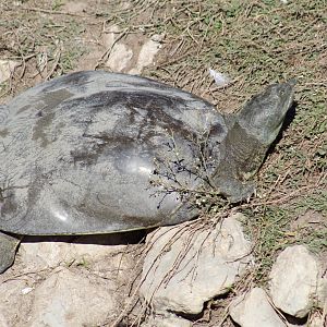 (Wild?) Softshell Turtle ID?