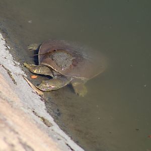(Wild?) Softshell Turtle ID?