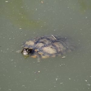 Turtle ID?