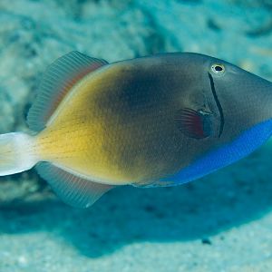 Eyestripe Triggerfish