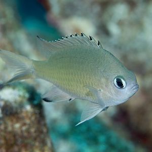 Scaly Chromis