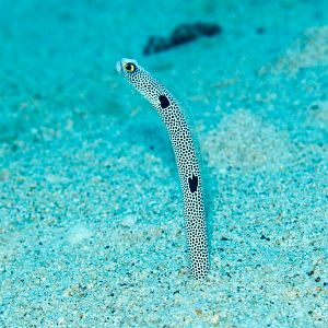 Spotted Garden Eel