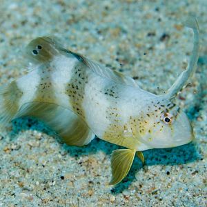Blue Razorfish juvenile