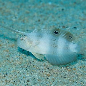Blue Razorfish juvenile