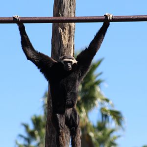 Pileated Gibbon