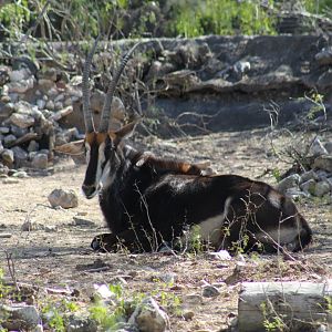Southern Sable Antelope