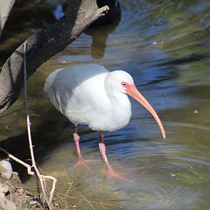 Wild American White Ibis