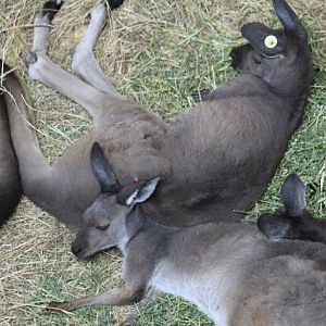 Kangaroo Island Kangaroo