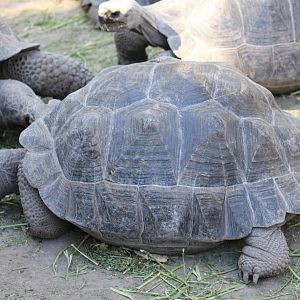 Volcán Darwin Giant Tortoise