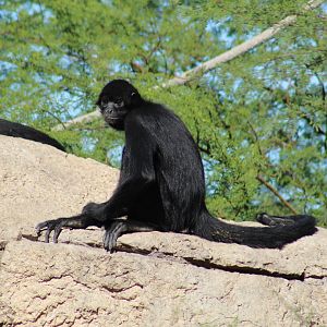 Peruvian Spider Monkey