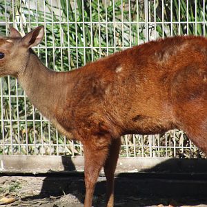 Central American Red Brocket
