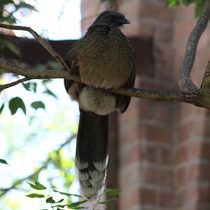 Plain Chachalaca??
