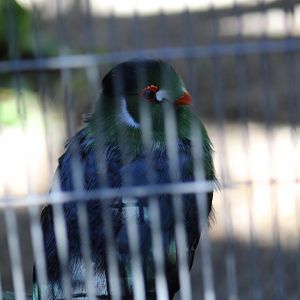 White-Cheeked Turaco