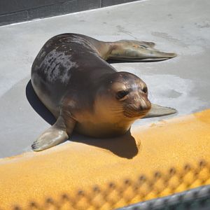 Rescued juvenile Mirounga angustirostris