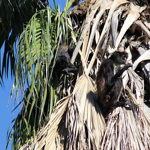 Mexican Spider Monkeys